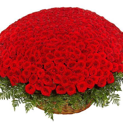 501 красная роза