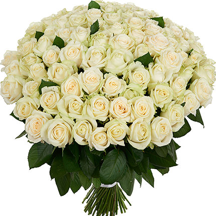101 біла троянда
