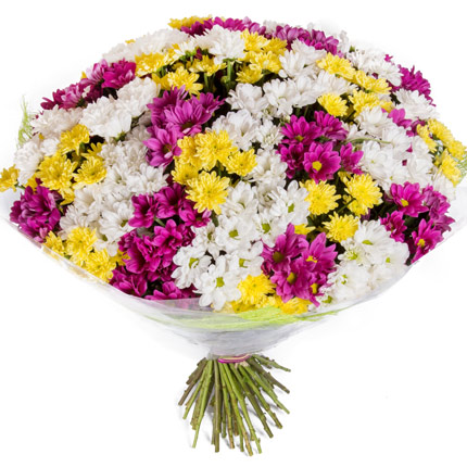 51 різнокольорова хризантема