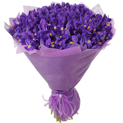 51 фіолетовий ірис