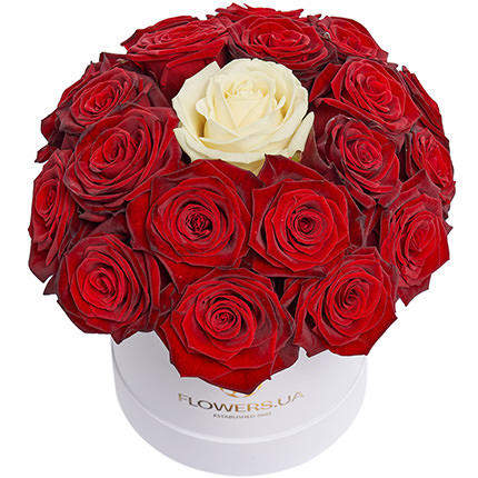 Composition in the box "The only one"