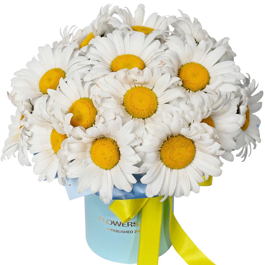 "19 sunny daisies" composition