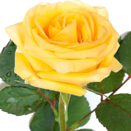 Yellow rose (by an item)