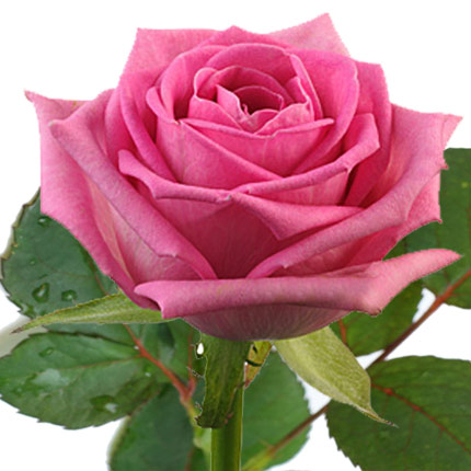 Red pink (by an item)