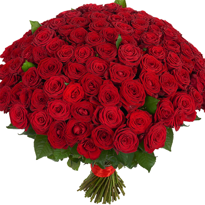 151 червона троянда – доставка по Україні