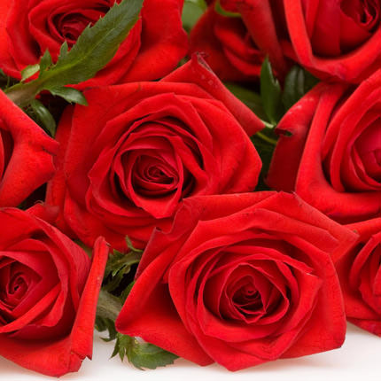 501 красная роза – доставка по Украине