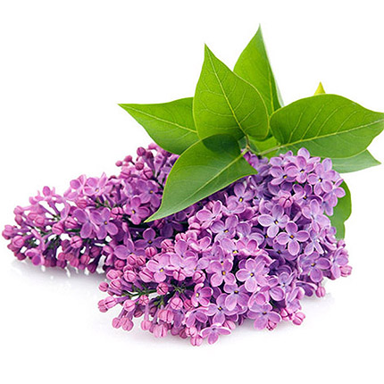 Букет сирени – доставка по Украине