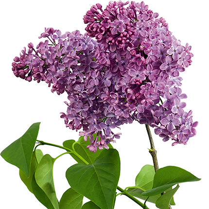 Mushukdagi jinsiy aloqa Eshakda katta yaralar bilan onlayn porno tomosha qiling