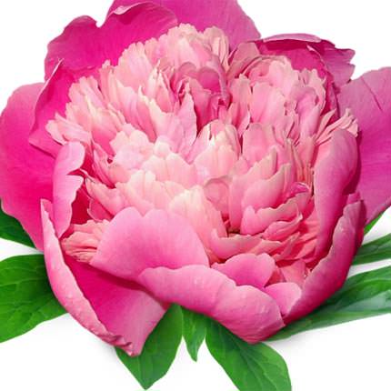 101 multicolored peony – order with delivery