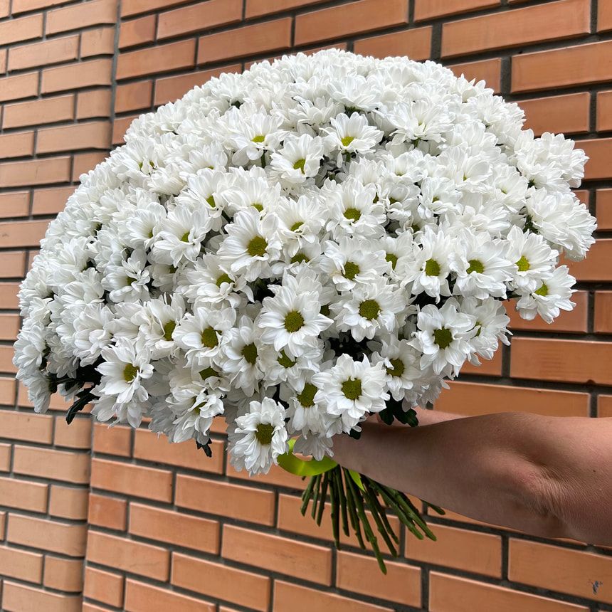 51 white chrysanthemums – order from Flowers.ua