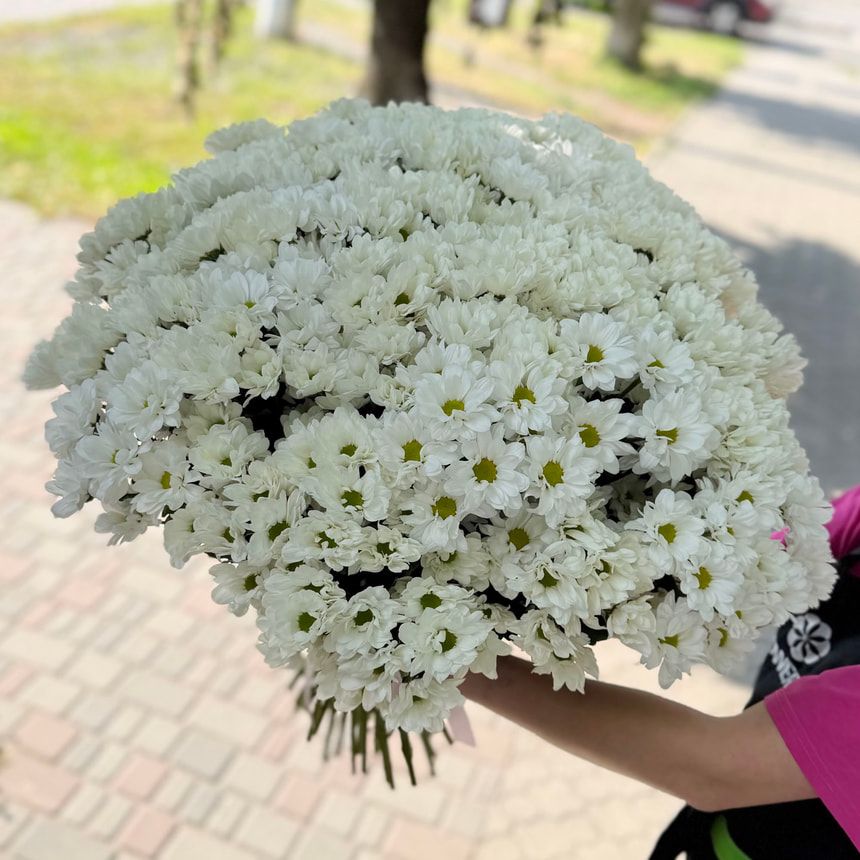 51 белая хризантема