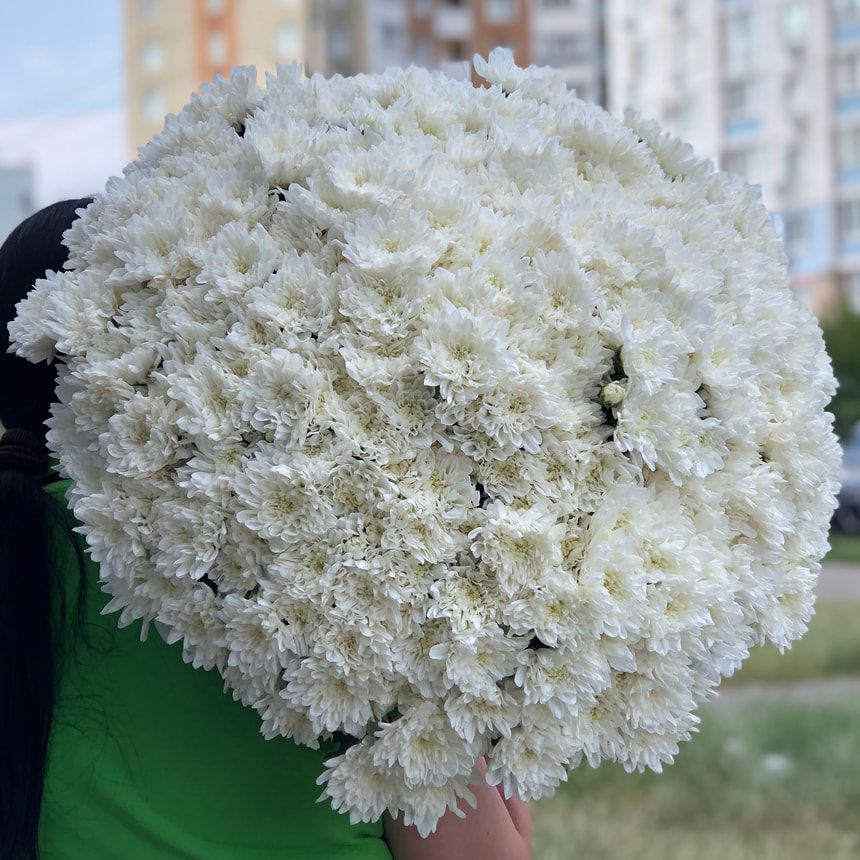 51 белая хризантема