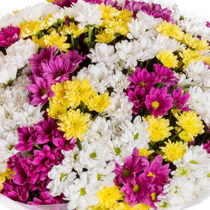 51 різнокольорова хризантема – замовити з доставкою