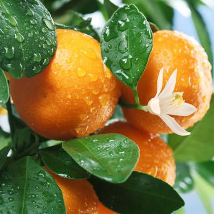 Кошик фруктів "Солодкі мандаринки" – замовити з доставкою