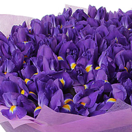51 фіолетовий ірис – доставка по Україні