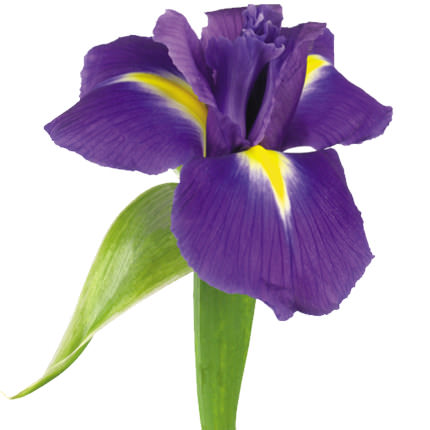 51 фіолетовий ірис – замовити з доставкою