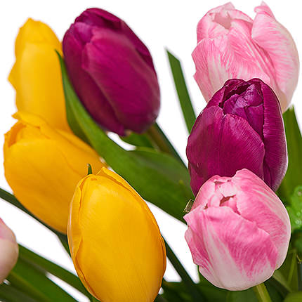 11 different color tulips – order with delivery