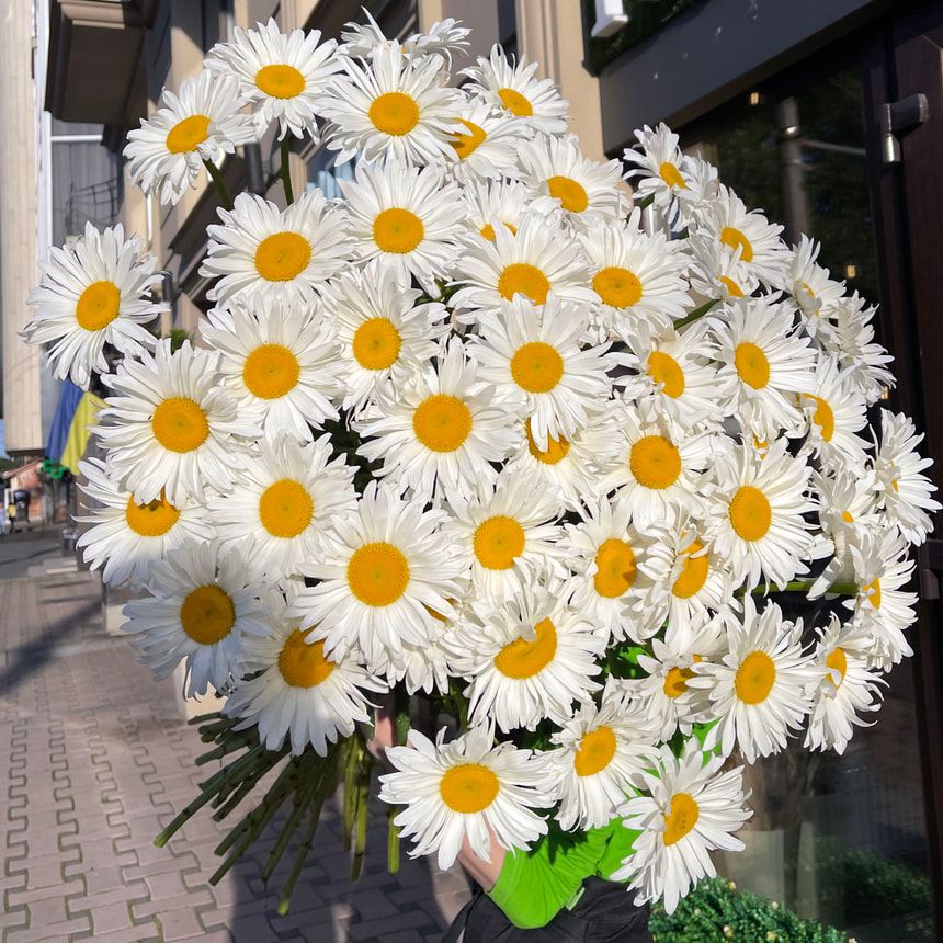 Bouquet "51 sunny chamomile" – order from Flowers.ua
