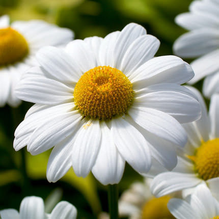 Букет "25 сонячних ромашок" – доставка по Україні