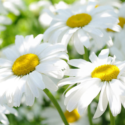 Букет "25 сонячних ромашок" – замовити з доставкою