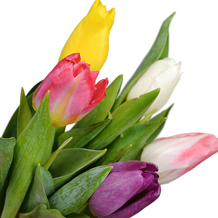 5 tulips (with teddy bear) – order with delivery