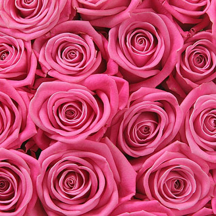 Квіти в коробці "101 рожева троянда" – замовити з доставкою