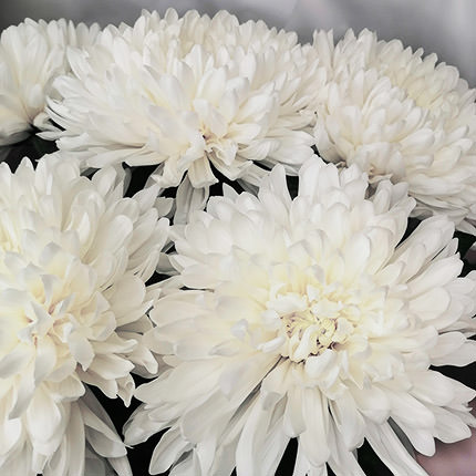 5 білих хризантем – замовити з доставкою