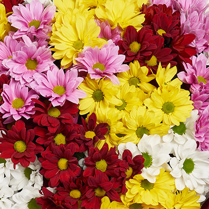 25 multi-colored chrysanthemums! – order with delivery