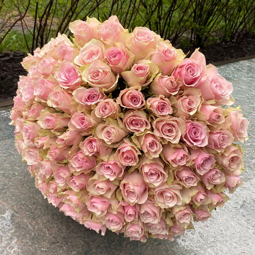 101 Pink Athena roses (Kenya)