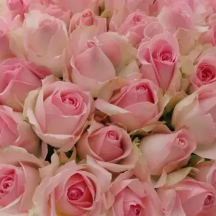 51 rose Avalanche Sorbet (Kenya) – order with delivery