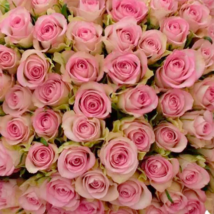 101 троянда Lovely Jewel (Кенія) – замовити з доставкою