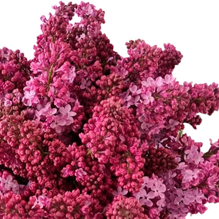 Цветы в коробке "15 веток ароматной сирени" – заказать с доставкой