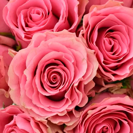 15 роз Lovely Rhodos (Кения) – заказать с доставкой