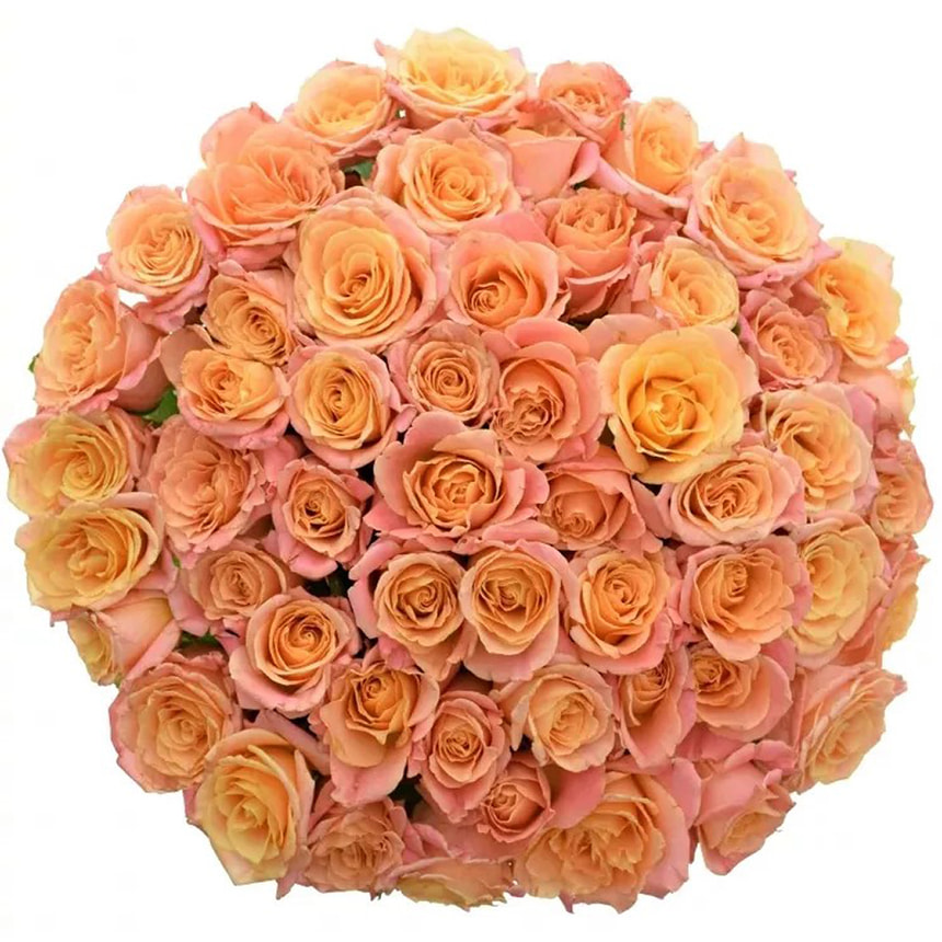 51 Троянда Міс Піггі  – доставка по Україні