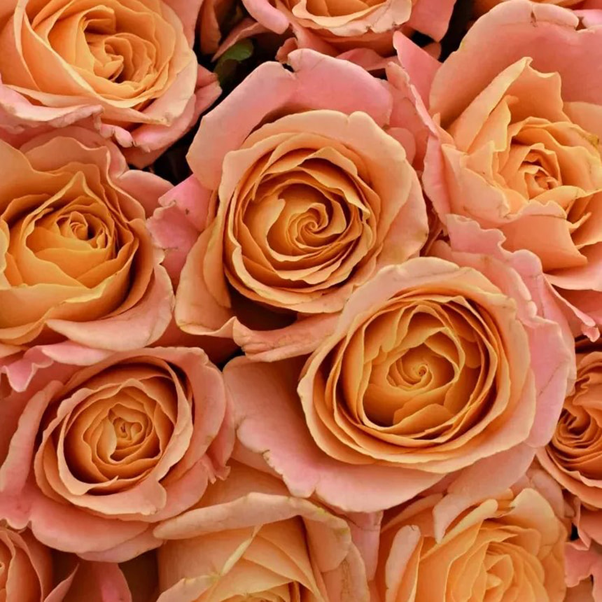 51 Троянда Міс Піггі  – замовити з доставкою