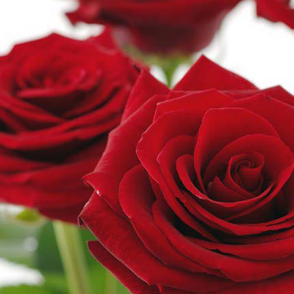 Червона троянда (поштучно) – доставка по Україні