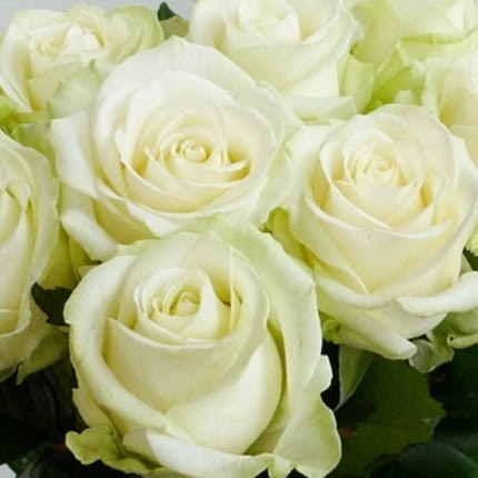 Біла троянда (поштучно) – доставка по Україні