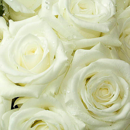 Біла троянда (поштучно) – замовити з доставкою