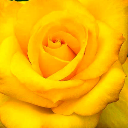 Yellow rose (by an item) – delivery in Ukraine