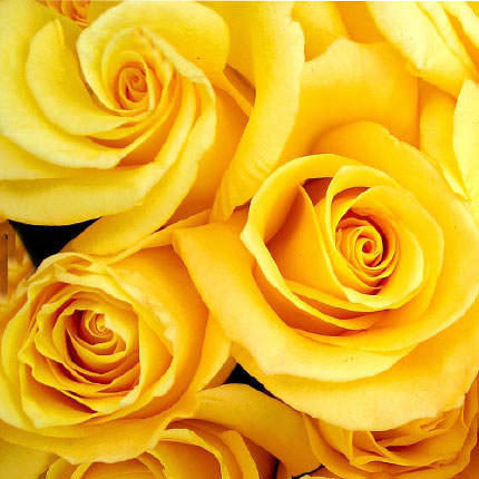 Yellow rose (by an item) – order with delivery