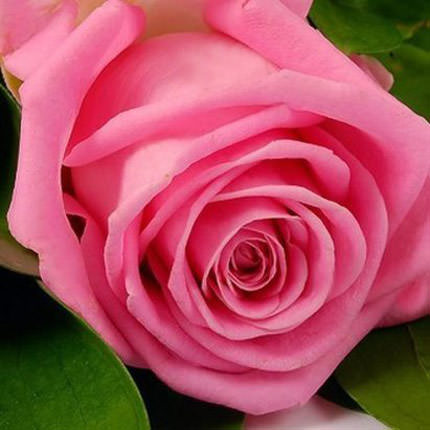 Red pink (by an item) – delivery in Ukraine