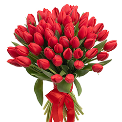 51 red tulip