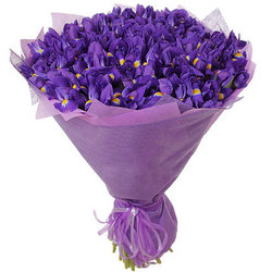 51 purple irises