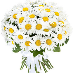 Букет "51 сонячна ромашка"