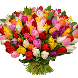 101 multicolored tulips!