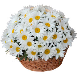 Кошик "75 ромашок"