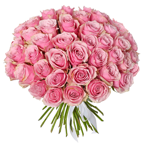 51 роза Athena Royale (Кения)